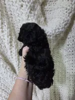 Curry, a female Poodle - Toy  for sale in Cameron, OK – 4 of 4