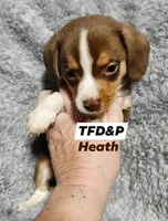 Heath, a male Miniature Dachshund for sale in Cameron, OK – Photo 1 of 4