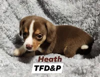 Heath, a male Miniature Dachshund for sale in Cameron, OK – Photo 2 of 4