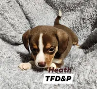 Heath, a male Miniature Dachshund for sale in Cameron, OK – Photo 3 of 4