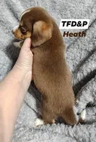 Heath, a male Miniature Dachshund for sale in Cameron, OK – Photo 4 of 4