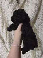 Parton, a male Poodle - Toy  for sale in Cameron, OK – 3 of 4