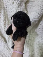 Curry, a female Poodle - Toy  for sale in Cameron, OK – 2 of 4