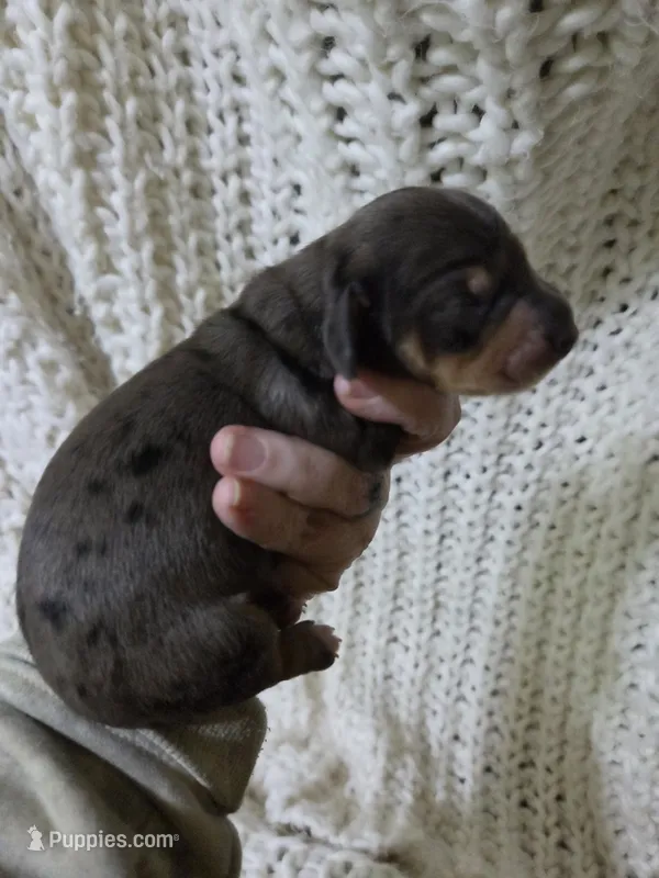 Dapple Girl 2 – Miniature Dachshund puppy for sale in Cameron, OK