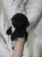 Curry, a female Poodle - Toy  for sale in Cameron, OK – 1 of 4
