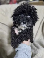 Present, a female Poodle - Toy  for sale in Cameron, OK – 1 of 1