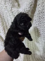 Parton, a male Poodle - Toy  for sale in Cameron, OK – 4 of 4
