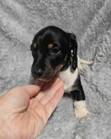 Mason, a male Miniature Dachshund for sale in Cameron, OK – 3 of 4