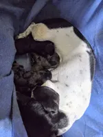 Dapple Girl 2, a female Miniature Dachshund for sale in Cameron, OK – 4 of 4