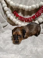 Judge, a male Miniature Dachshund for sale in Cameron, OK – Photo 4 of 4