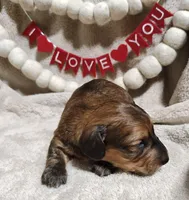 Judge, a male Miniature Dachshund for sale in Cameron, OK – Photo 2 of 4