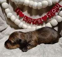 Judge, a male Miniature Dachshund for sale in Cameron, OK – Photo 3 of 4