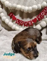 Judge, a male Miniature Dachshund for sale in Cameron, OK – Photo 1 of 4