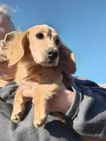 Finneus Bean , a male Miniature Dachshund for sale in Cameron, OK – Photo 2 of 3