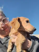 Finneus Bean , a male Miniature Dachshund for sale in Cameron, OK – Photo 1 of 3