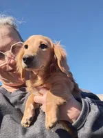 Finneus Bean , a male Miniature Dachshund for sale in Cameron, OK – Photo 3 of 3