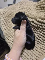 Solid black girl 3, a female Miniature Dachshund for sale in Cameron, OK – 2 of 4