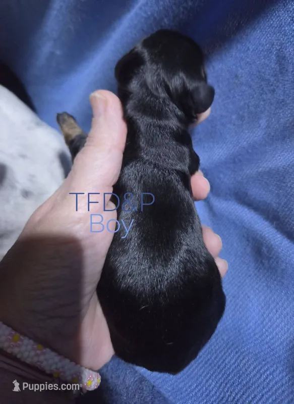 Black/tan boy – Miniature Dachshund puppy for sale in Cameron, OK