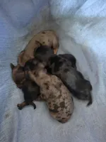 Solid black girl 3, a female Miniature Dachshund for sale in Cameron, OK – 3 of 4