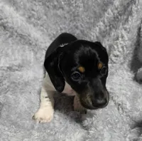 Mason, a male Miniature Dachshund for sale in Cameron, OK – 4 of 4