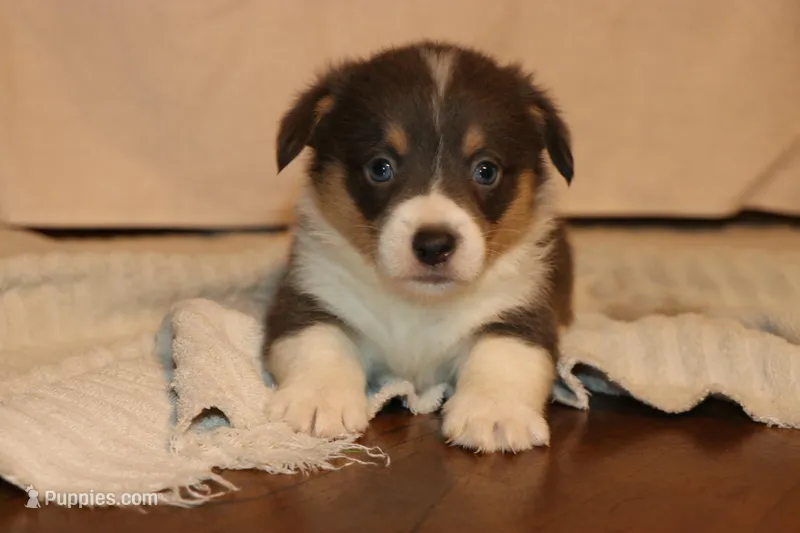 Bluie – Pembroke Welsh Corgi puppy for sale in LaPorte, IN