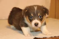 Bluie, a male Pembroke Welsh Corgi for sale in LaPorte, IN – Photo 2 of 5