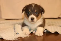 Bluie, a male Pembroke Welsh Corgi for sale in LaPorte, IN – Photo 5 of 5