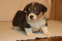 Bluie, a male Pembroke Welsh Corgi for sale in LaPorte, IN – Photo 3 of 5