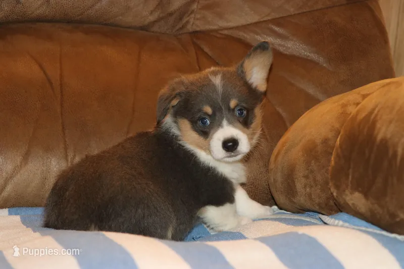 Bluie – Pembroke Welsh Corgi puppy for sale in LaPorte, IN