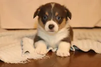 Bluie, a male Pembroke Welsh Corgi for sale in LaPorte, IN – Photo 4 of 5