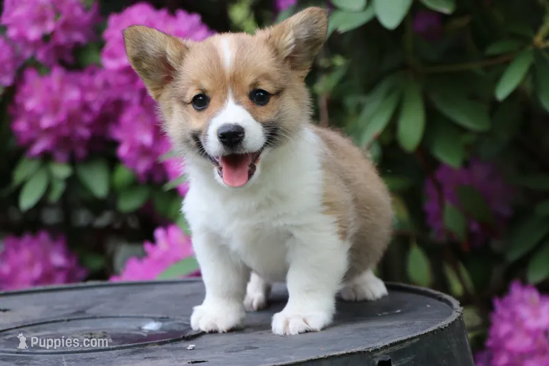 Pip – Pembroke Welsh Corgi puppy for sale in LaPorte, IN