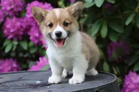 Pip, a male Pembroke Welsh Corgi for sale in LaPorte, IN – 3 of 10