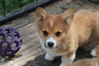 Charlie, a male Pembroke Welsh Corgi for sale in LaPorte, IN – 2 of 10