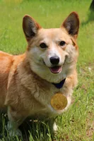 Lizzy, a female Pembroke Welsh Corgi for sale in LaPorte, IN – 4 of 9