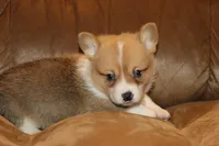 Leo, a male Pembroke Welsh Corgi for sale in LaPorte, IN – Photo 4 of 10