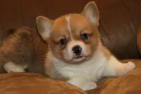 Leo, a male Pembroke Welsh Corgi for sale in LaPorte, IN – Photo 1 of 10