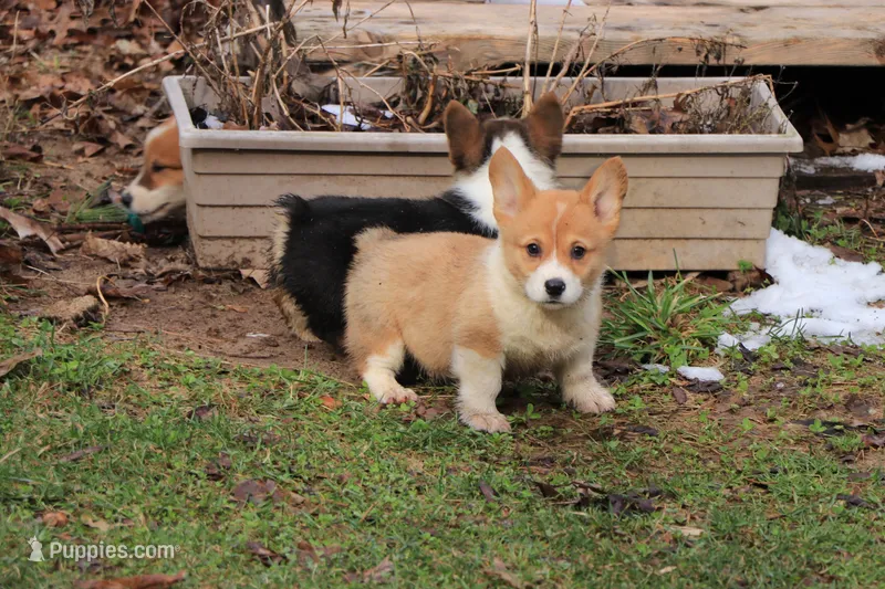 Leo – Pembroke Welsh Corgi puppy for sale in LaPorte, IN