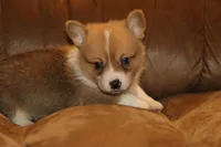 Leo, a male Pembroke Welsh Corgi for sale in LaPorte, IN – Photo 2 of 10