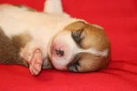 Leo, a male Pembroke Welsh Corgi for sale in LaPorte, IN – Photo 10 of 10