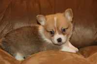 Leo, a male Pembroke Welsh Corgi for sale in LaPorte, IN – Photo 3 of 10