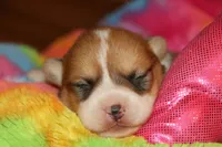 Leo, a male Pembroke Welsh Corgi for sale in LaPorte, IN – Photo 7 of 10