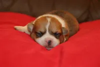 Leo, a male Pembroke Welsh Corgi for sale in LaPorte, IN – Photo 9 of 10