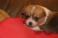 Leo, a male Pembroke Welsh Corgi for sale in LaPorte, IN – Photo 5 of 10