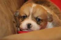 Leo, a male Pembroke Welsh Corgi for sale in LaPorte, IN – Photo 6 of 10