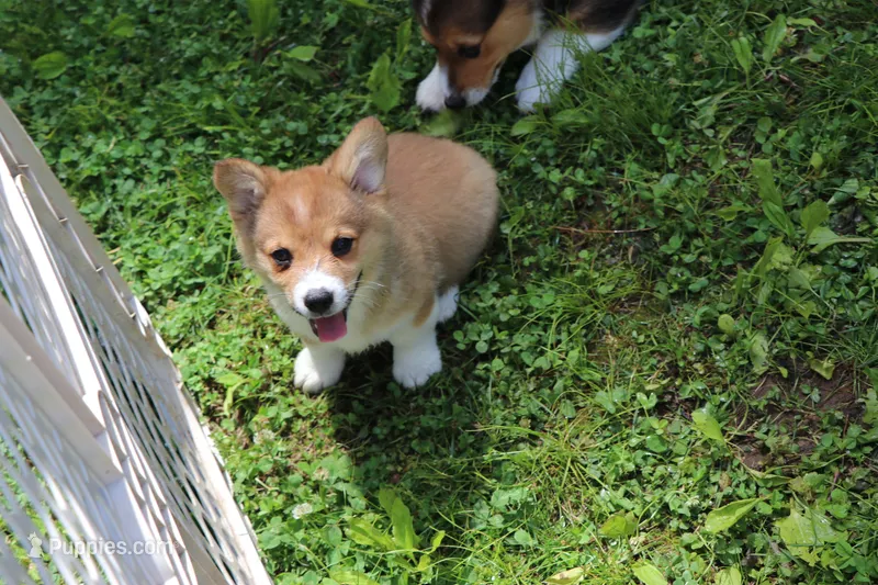 Charlie – Pembroke Welsh Corgi puppy for sale in LaPorte, IN