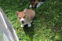 Charlie, a male Pembroke Welsh Corgi for sale in LaPorte, IN – 3 of 10
