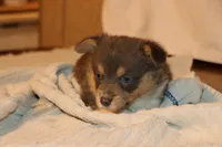 Otter, a male Pembroke Welsh Corgi for sale in LaPorte, IN – Photo 5 of 5