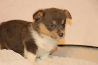 Otter, a male Pembroke Welsh Corgi for sale in LaPorte, IN – Photo 2 of 5