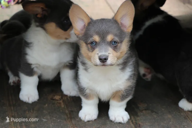 Otter – Pembroke Welsh Corgi puppy for sale in LaPorte, IN