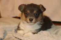 Otter, a male Pembroke Welsh Corgi for sale in LaPorte, IN – Photo 1 of 5